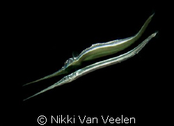 Red sea needlefish and reflection taken at Ras Umm Sid.  by Nikki Van Veelen 